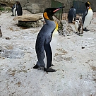 comparator penguin profil fotoğrafı