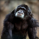 bili ape profil fotoğrafı