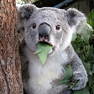 koala adam profil fotoğrafı