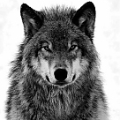 supremewolf profil fotoğrafı