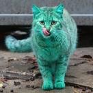 yesil kedi profil fotoğrafı
