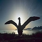 albatross profil fotoğrafı