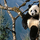 pandalarin lordu profil fotoğrafı