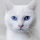 kedi medi profil fotoğrafı