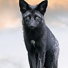 black fox profil fotoğrafı