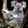 duygusuz koala profil fotoğrafı