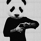 kiralik panda profil fotoğrafı