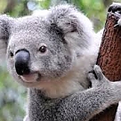 seksi koala profil fotoğrafı