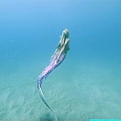 a little mermaid profil fotoğrafı