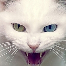 satanist kesen mucahid kedi profil fotoğrafı
