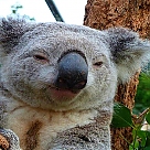 koalayim ben profil fotoğrafı