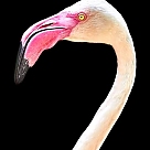 firavun flamingosu profil fotoğrafı
