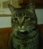 silikon vadisinde yasayan kedi profil fotoğrafı
