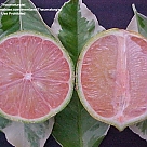 pembe limon profil fotoğrafı