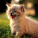 psikopat pisicik profil fotoğrafı